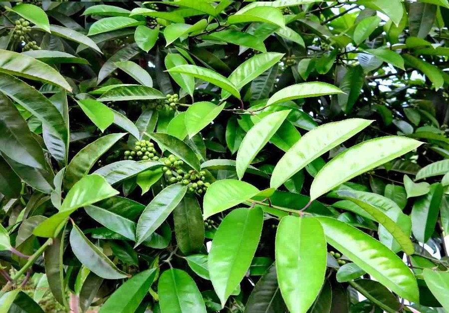 ඡͼ
