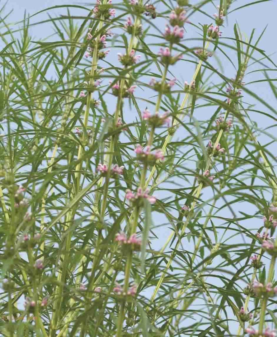ĸݲͼ