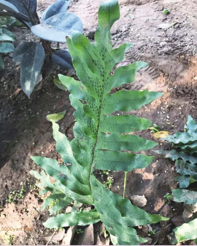 鲹ͼ