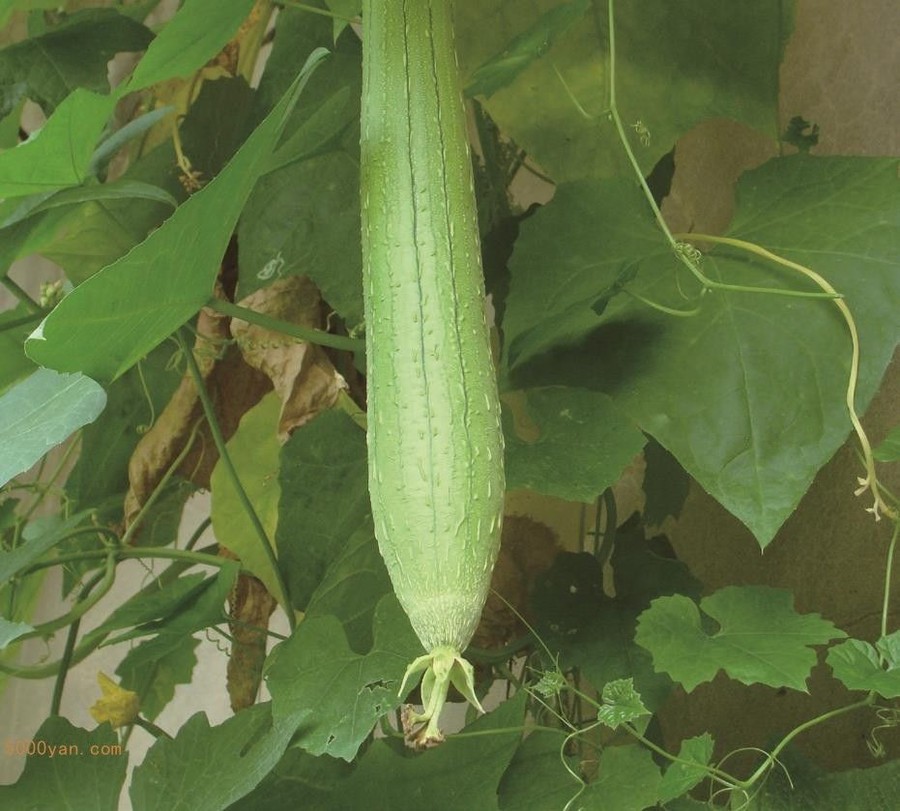 ˿ͼ