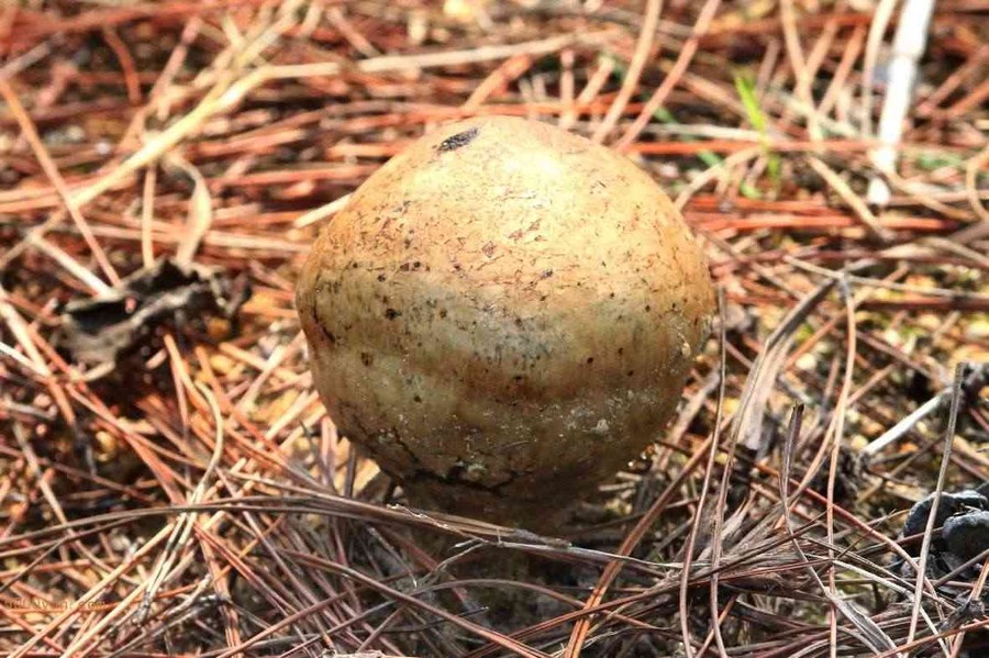 ͼ