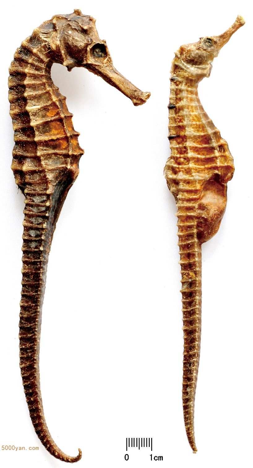 ͼ