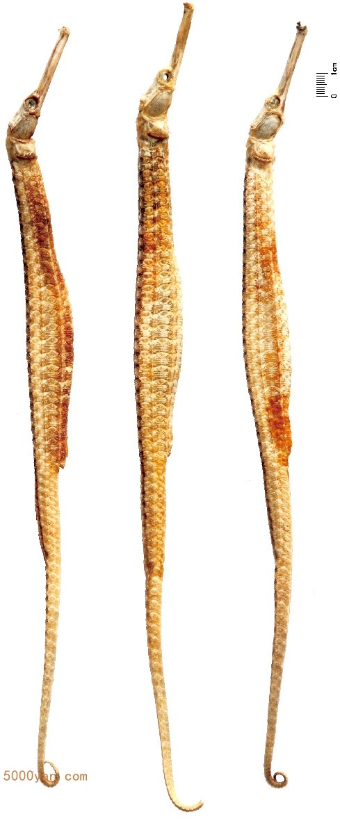ͼ