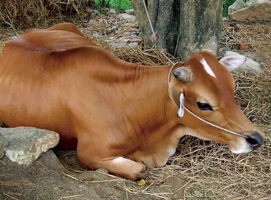 ţƲͼ