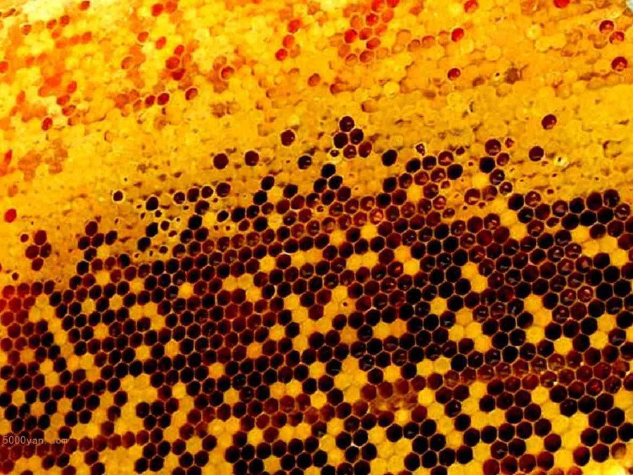 ۲ͼ