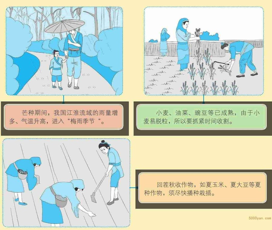 芒种气象和农事特点:天气炎热,抢收小麦,忙插秧插图