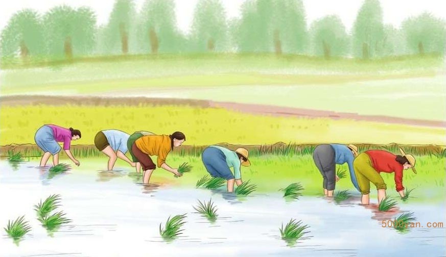 芒种气象和农事特点:天气炎热,抢收小麦,忙插秧插图
