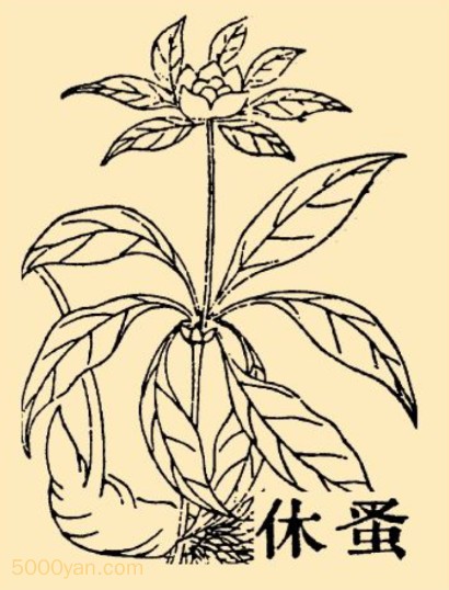 飨zoݲͼ