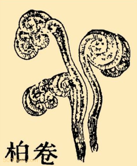 زͼ