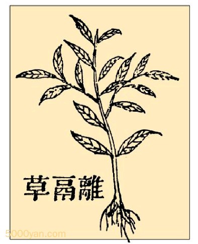 تݲͼ