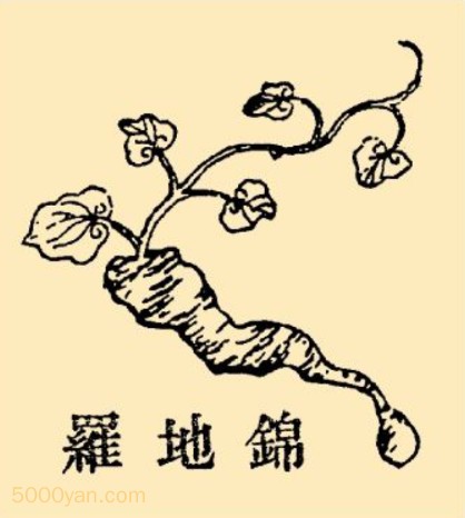 ޲ͼ