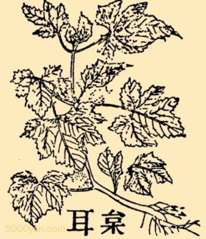 Զͼ