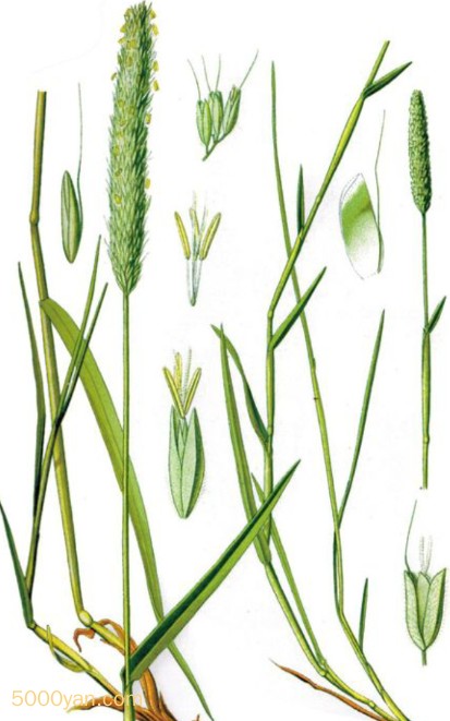βݲͼ