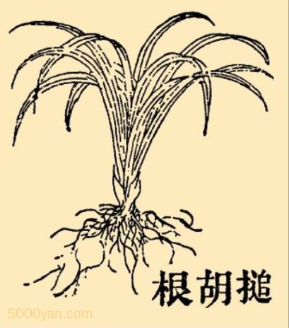 鳣chuͼ