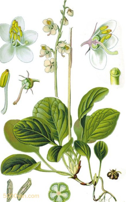 ¹ݲͼ