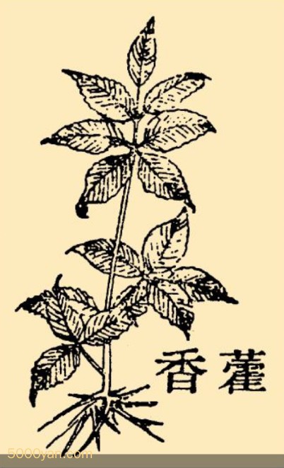 ޽ͼ