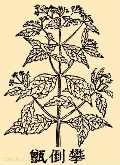 ʵ굣zngͼ