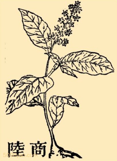 ½ͼ