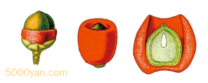 ɼͼ