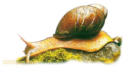 ţͼ