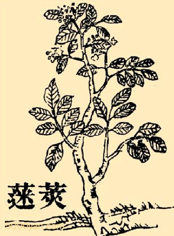 oji mͼ