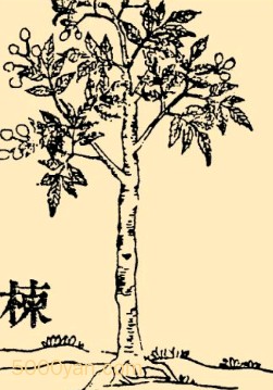 鬣linͼ