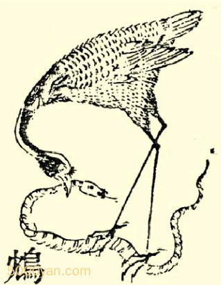𲣨zhnͼ