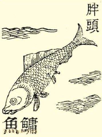 yngͼ