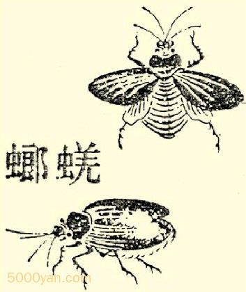 루qing lngͼ