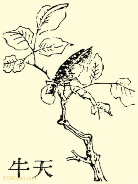 ţͼ