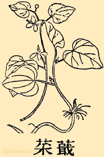 Ȳݲͼ
