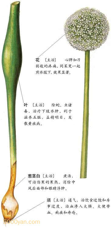 вͼ