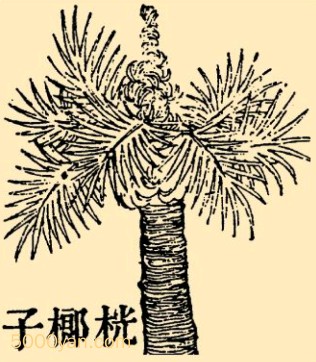 ƣqung lngӲͼ