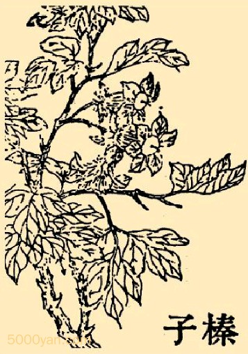 黲ͼ