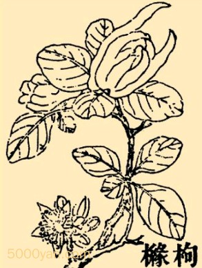 ڣyunͼ