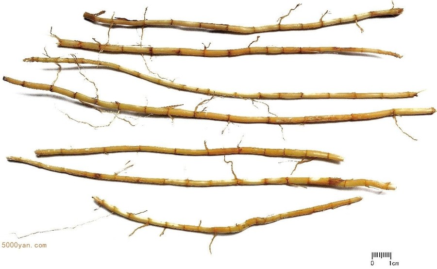 éͼ