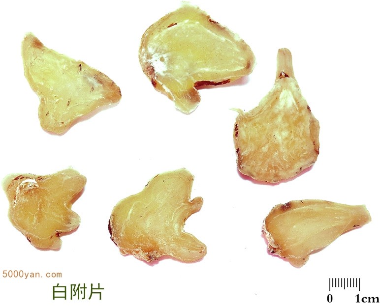 附子插图