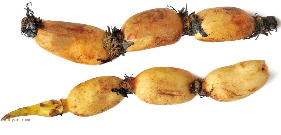 źڲͼ