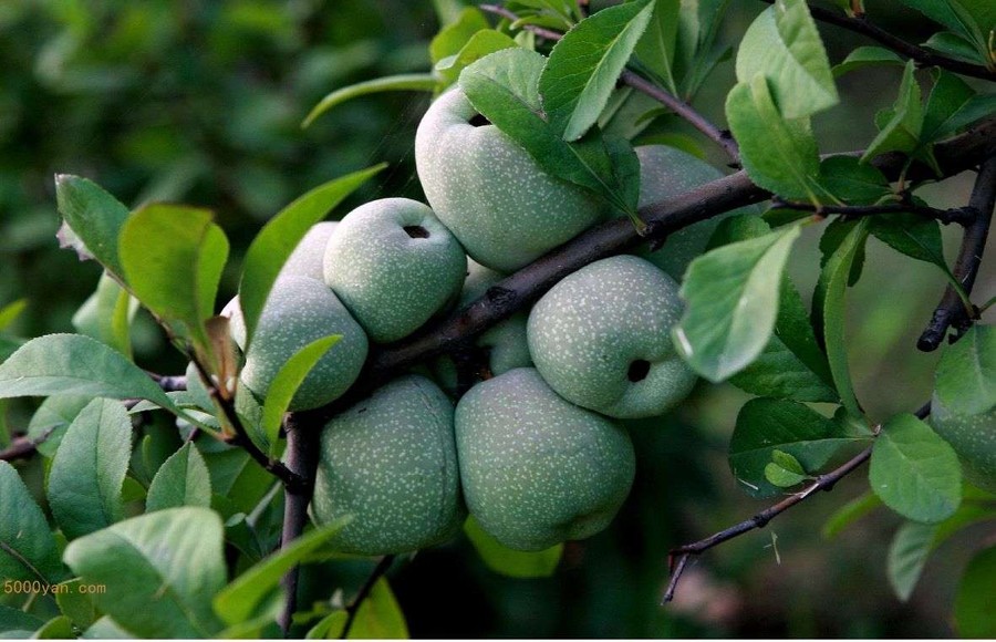 ľϲͼ