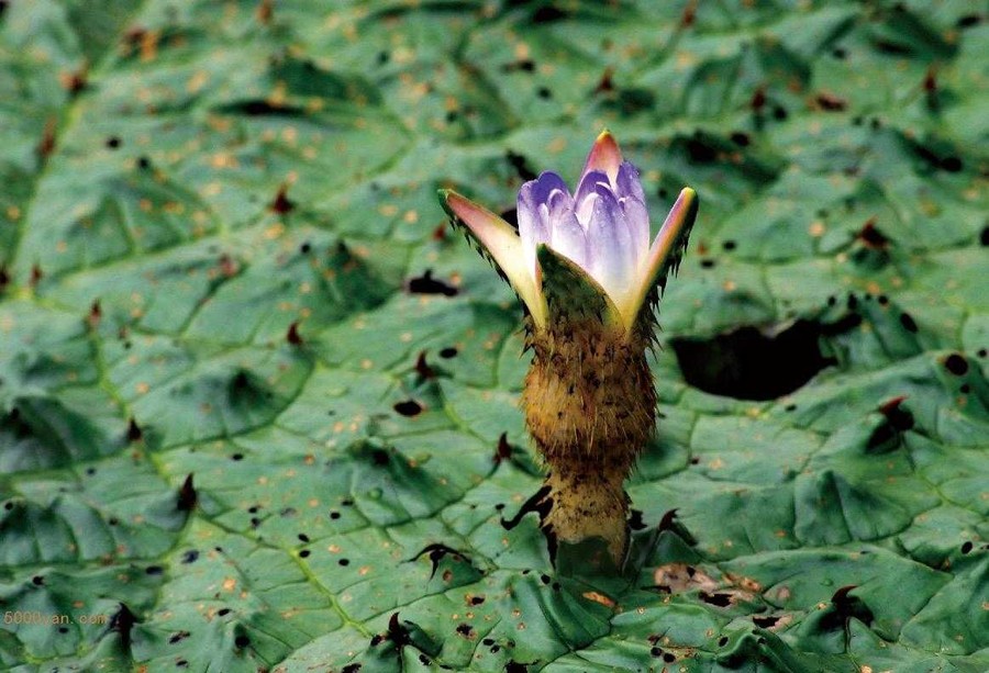 ʵͼ